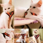 Adjustable Mesh Pet Harness with Leash, Polyester Vest Type Walking Strap for Small Medium Cats Dogs - Image 2