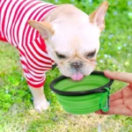 Portable Pet Food Bowl  Durable TPR Bowl  Cat and Dog Food Pet Silicone Collapsible Bowl Portable Travel Outdoor Water Food Bowl - Image 4